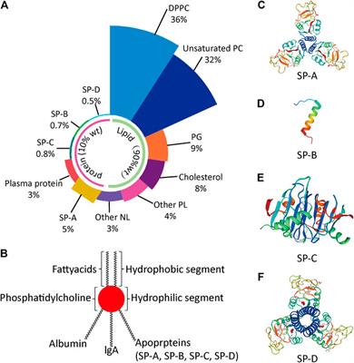 The Role of Pulmonary Surfactants in the Treatment of Acute Respiratory Distress Syndrome in COVID-19